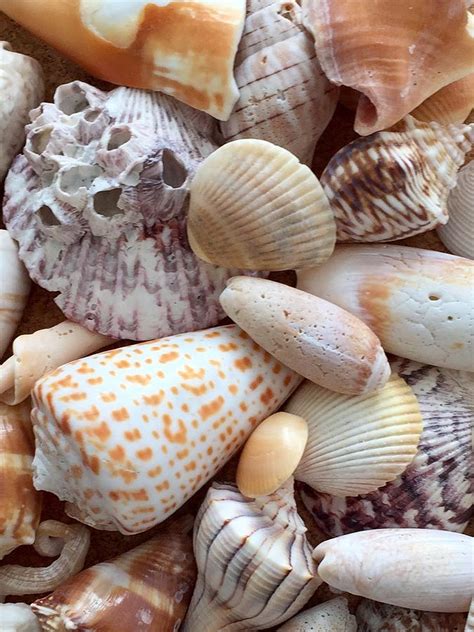 Shells Kindle Editon