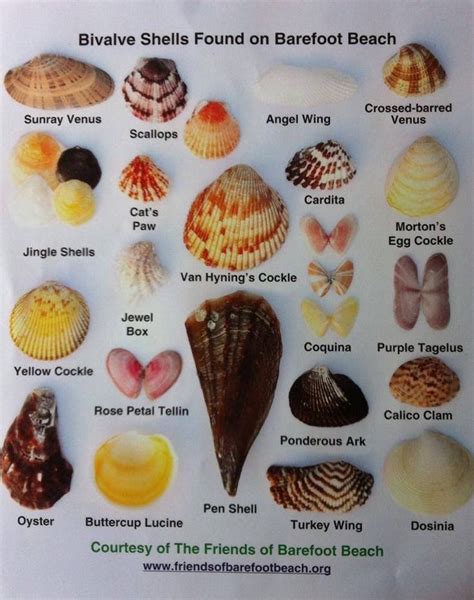 Shells: A Comprehensive Guide to Their Diverse Roles in Nature and Industry