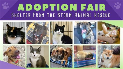 Shelter From the Storm: Animal Welfare in Madison, WI