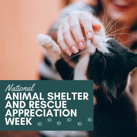 Shelter and Rescue: