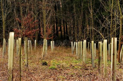 Sheltering Trees Epub