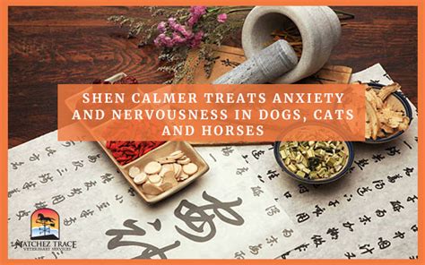 Shen Calmer Dogs: The Ultimate Guide to a Zen-Like Canine