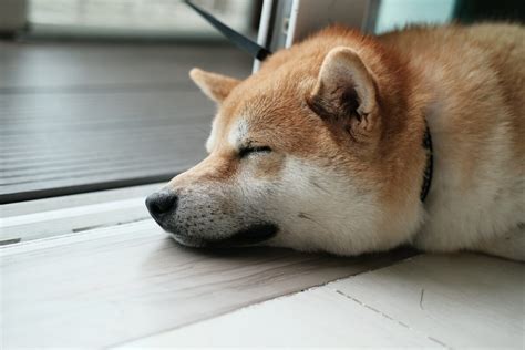 Shib Lingo: The Language of Shiba Inu