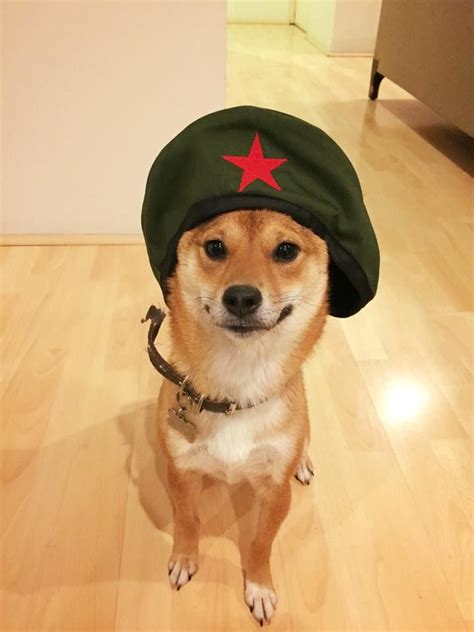 Shiba Hat: The Ultimate Guide to Wearing the Cutest Dog Headgear