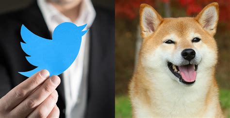 Shiba Inu's Twitter Presence