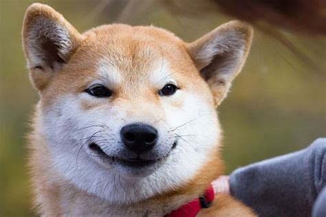 Shiba Inu: The Ultimate Guide to Japan's Most Iconic Breed