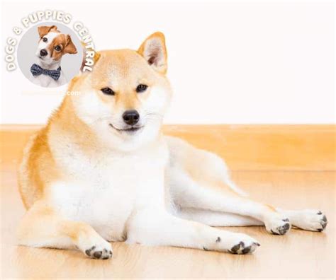 Shiba Inu Adoption: A Comprehensive Guide to Embracing the Dogecoin Dog