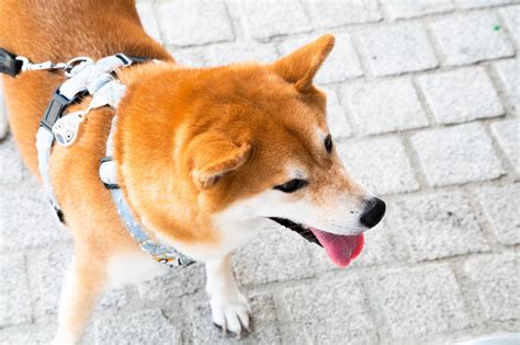 Shiba Inu Adoption DC: Everything You Need to Know