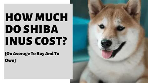 Shiba Inu Average Price: A Comprehensive Guide