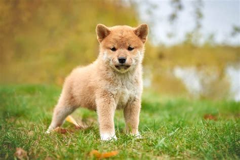 Shiba Inu Breeder Price: The Ultimate 2023 Guide