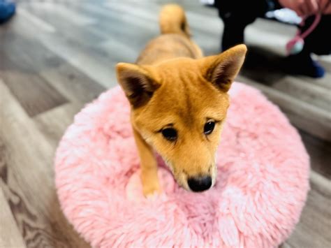 Shiba Inu Cafes: A Furry Extravaganza