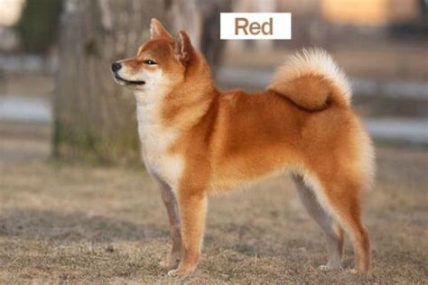 Shiba Inu Coat Colors: A Tapestry of Hues