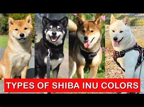 Shiba Inu Color Chart: A Comprehensive Guide to the Breed's Vibrant Hues