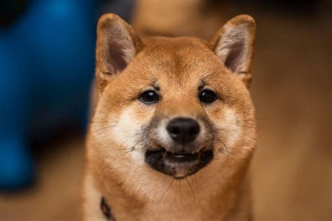 Shiba Inu Current Price: $0.00000925