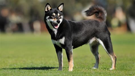 Shiba Inu Dark