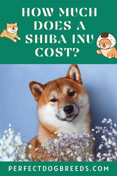 Shiba Inu Dog Cost: A Detailed Guide to Expenses and Factors