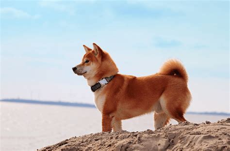 Shiba Inu Dog Cost: An Ultimate Breakdown