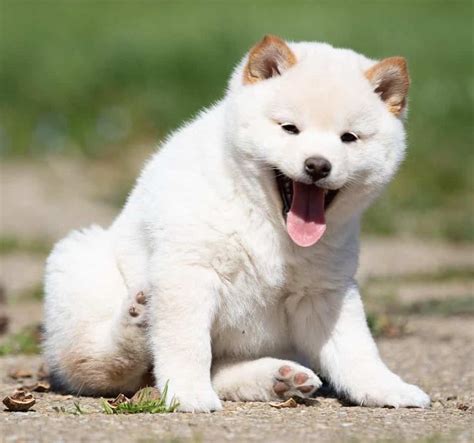 Shiba Inu Dog Price: A Comprehensive Guide