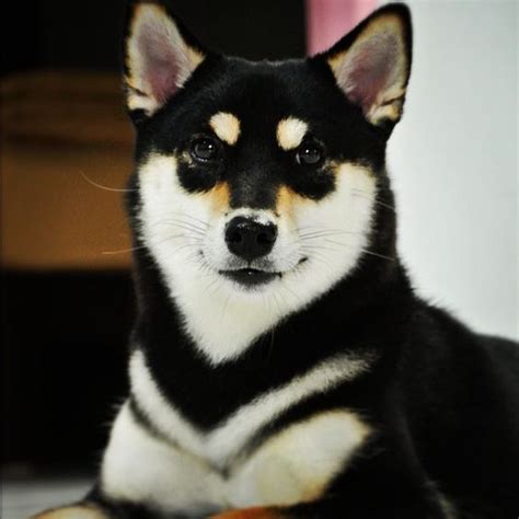 Shiba Inu Eyebrows: Unlocking the Charm and Beauty of the Breed