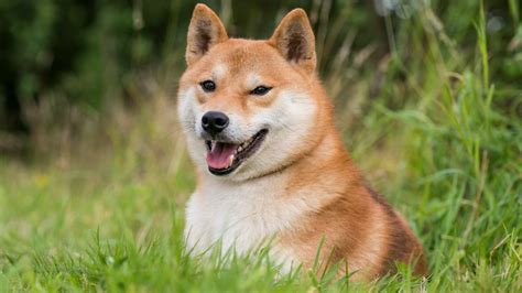 Shiba Inu Message Board: A Comprehensive Guide to the Popular Dog Breed