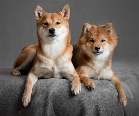 Shiba Inu Message Board: Unleashing the Power of the Doggy Community