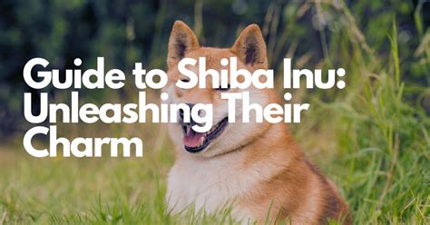 Shiba Inu News: A Comprehensive Update