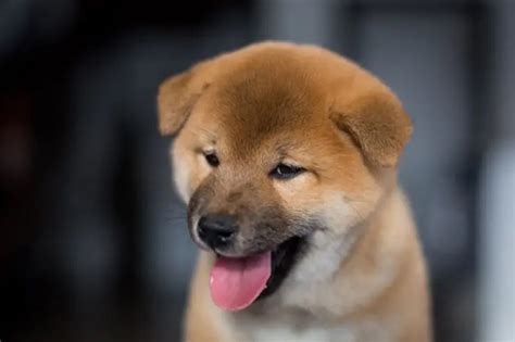 Shiba Inu Price Dog: A Comprehensive Analysis