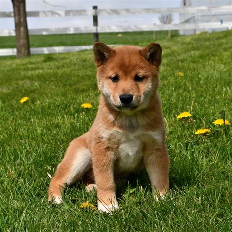 Shiba Inu Puppies For Sale: Find Your Adorable Companion Today!