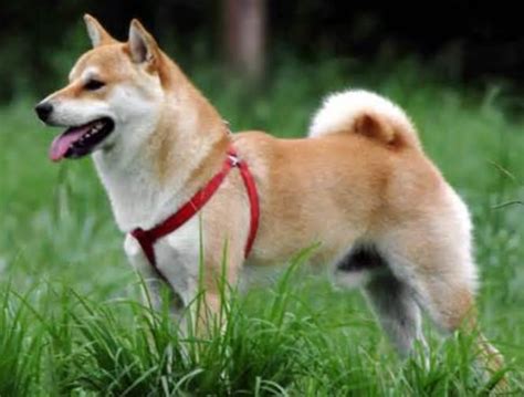 Shiba Inu Spots: A Comprehensive Guide to Experiencing Japan's Beloved Dog Breed