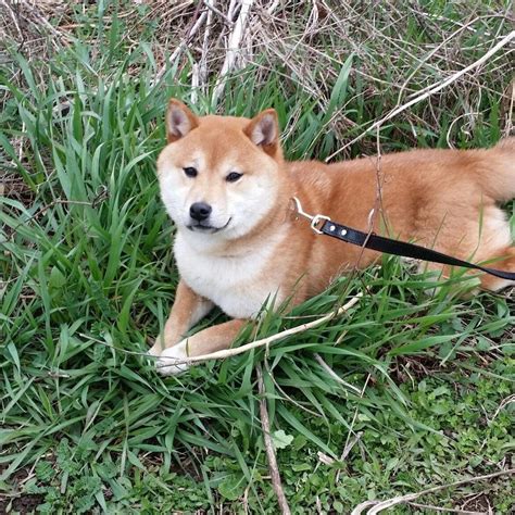 Shiba Inus for Sale Near Me: Find Your Perfect Companion