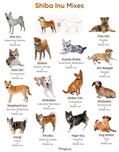 Shiba Mixed: A Comprehensive Guide to Shiba Inu Mixes