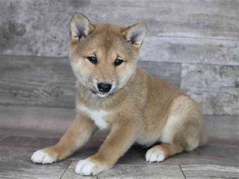 Shiba Puppies for Sale: The Ultimate Guide to Bringing Home Your Dreamy Shiba