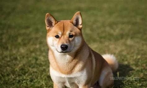 Shiba Shiba Meaning: Unveiling the Symbolism Behind the Breed