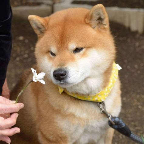 Shibadog: The Adorable Canine Taking Over the Internet