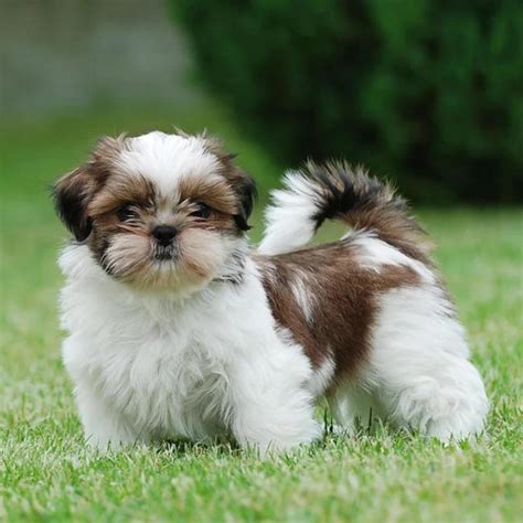 Shih Tzu Kindle Editon