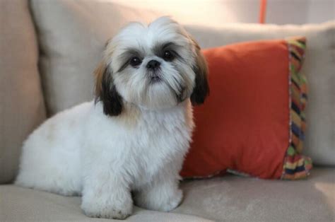 Shih Tzu Inu: The Regal Companion and Devoted Friend