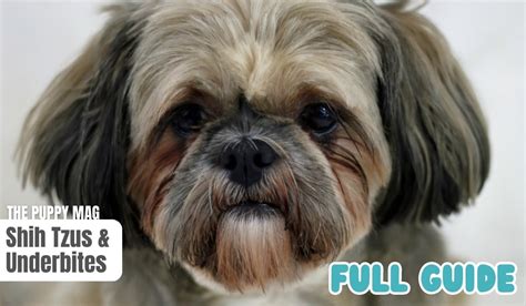 Shih Tzu Underbite: Causes and Health Considerations