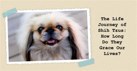 Shih Tzus: A Journey Towards Unconditional Love and Eternal Happiness