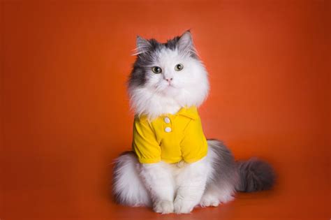 Shirts for Cats: Dressing Up Your Feline Friend in Style