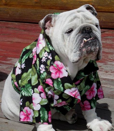 Shirts for English Bulldogs: Unleashing the Cutest and Most Comfortable Styles