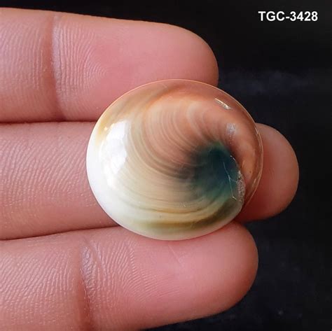 Shiva Eye Shell: A Natural Wonder with Diverse Applications