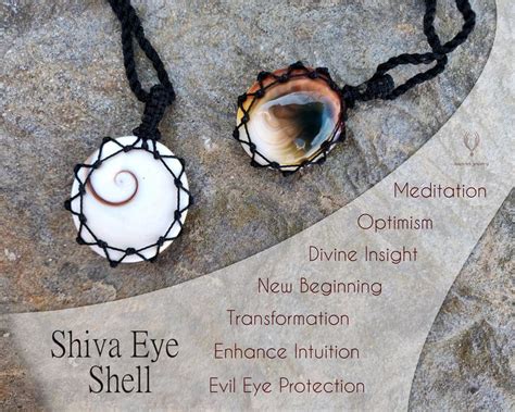 Shiva Eye Shell: The Sacred Eye of Serenity from the Depths of the Sea