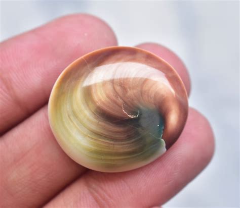 Shiva Eye Shell: The Sacred Gemstone with Mystical Powers