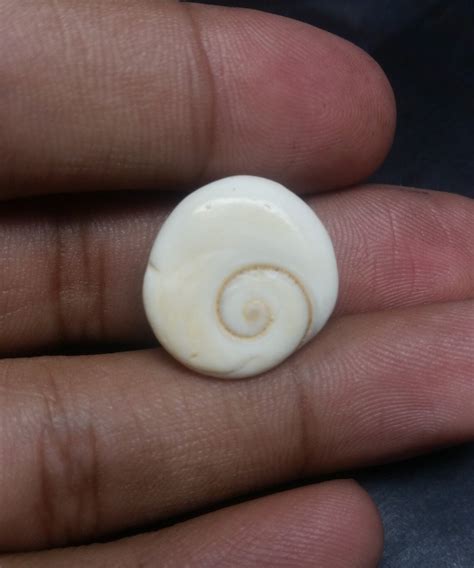 Shiva Eye Shells: Ancient Wonders with Modern Potential