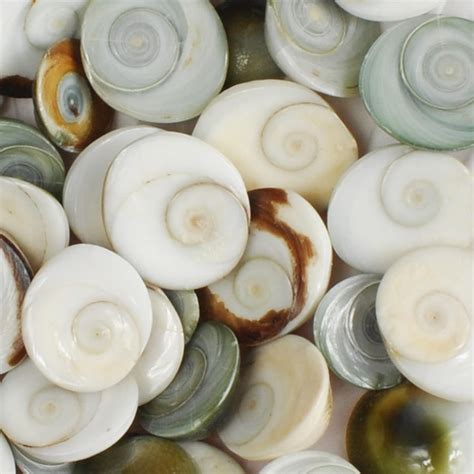 Shiva Shell: An Enchanting Natural Wonder with Myriad Applications