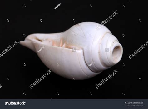 Shiva Shell: The Conch Shell of Creation, Consciousness, and Divine Protection