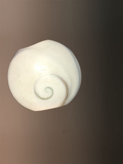 Shiva Shell: The Ocean's Enigmatic Gift with Unlimited Application Potential