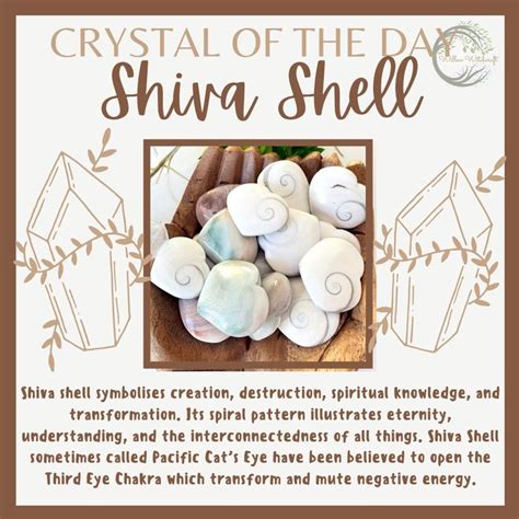 Shiva Shell Meaning: A Sacred Symbol of Creation, Destruction, and Rebirth