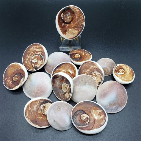 Shiva Shells: Ancient Wonders with Modern Promise