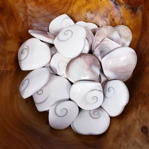 Shiva Shells: The Divine Symbolism and Sustainable Applications